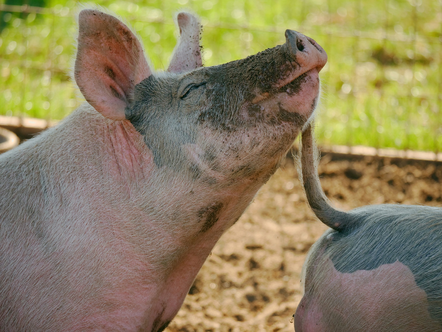 Happy Pigs
