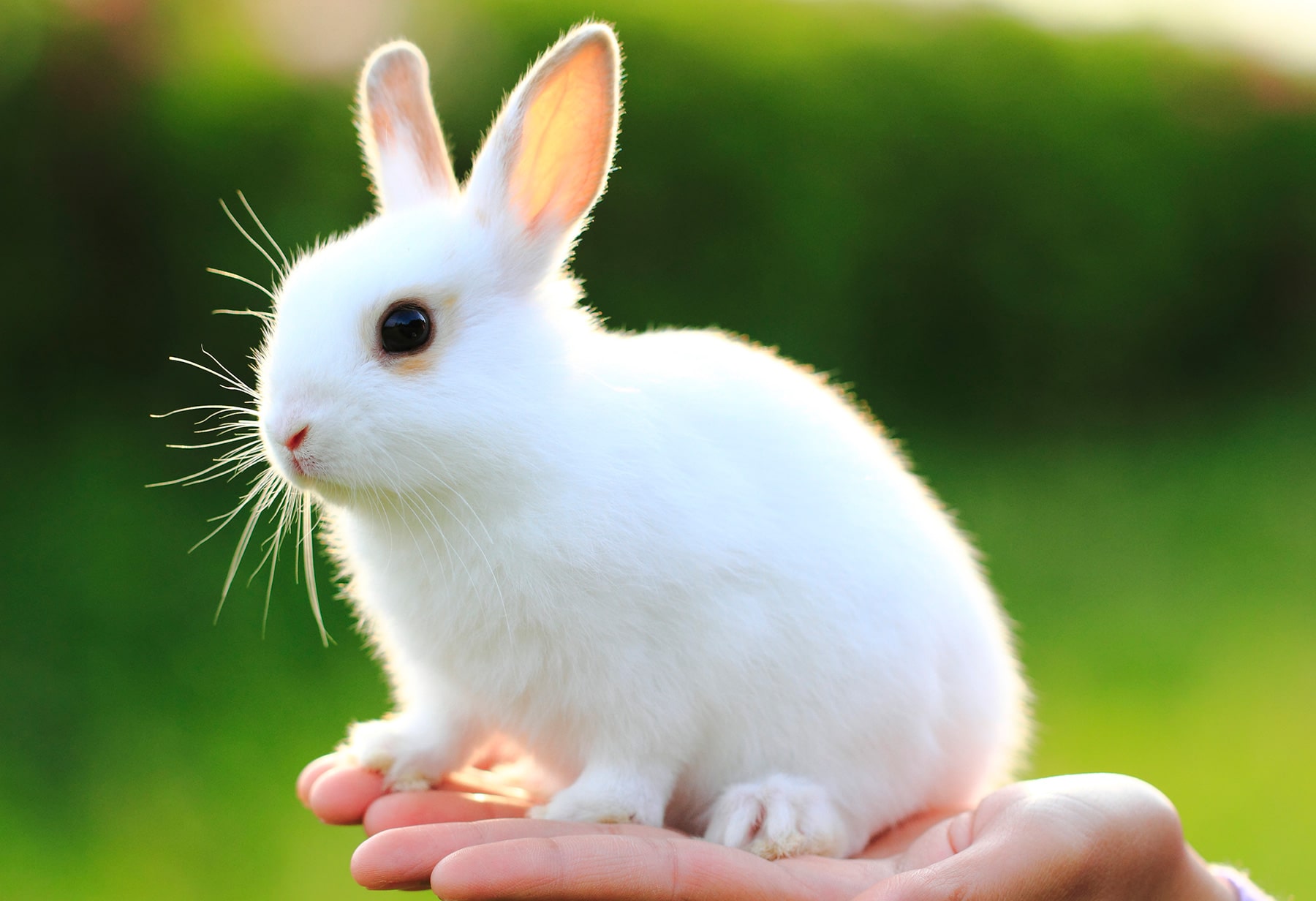 Bunny