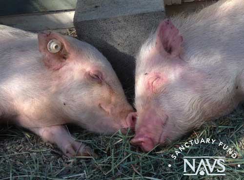 Img New Life Animal Sanctuary Margie And Geraldine