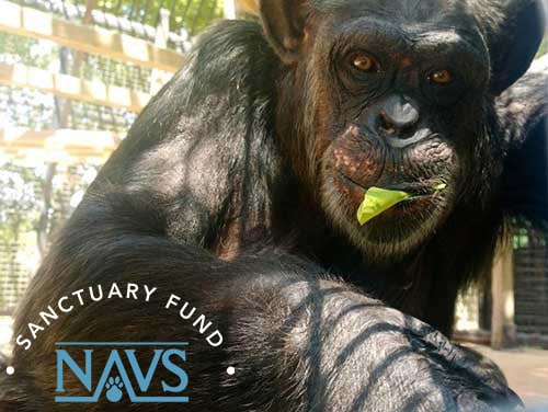 Img Primarily Primates.branded