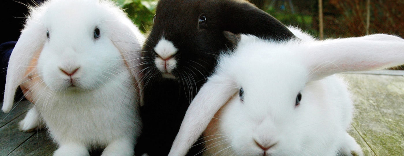 Rabbits