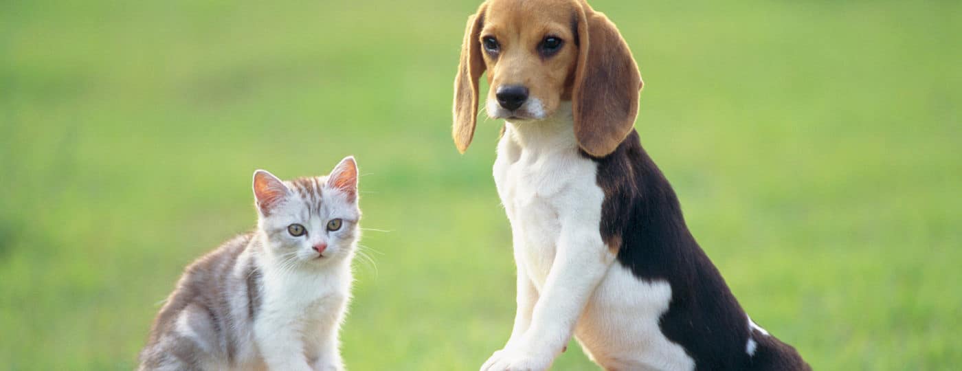 Cat and Dog