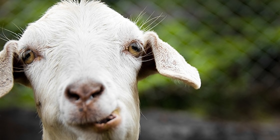 Goat Goat