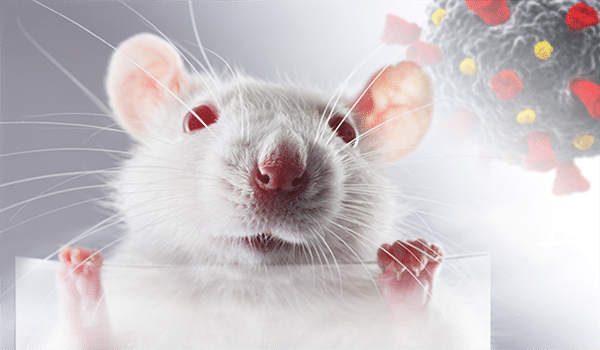 Rat COVID 1