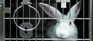 Another Bunny Cropped Smaller 300x134 Another Bunny Cropped Smaller 300x134
