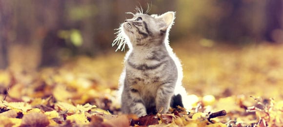 British Kitten In Autumn Park, Fallen Leaves British kitten in autumn park, fallen leaves