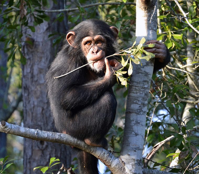 Chimp in Tree