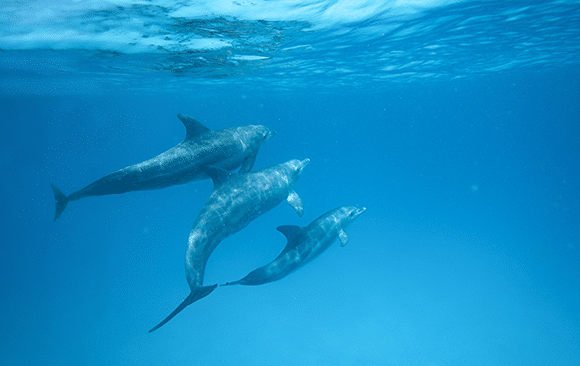 Dolphins Dolphins