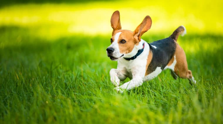 Beagle Running