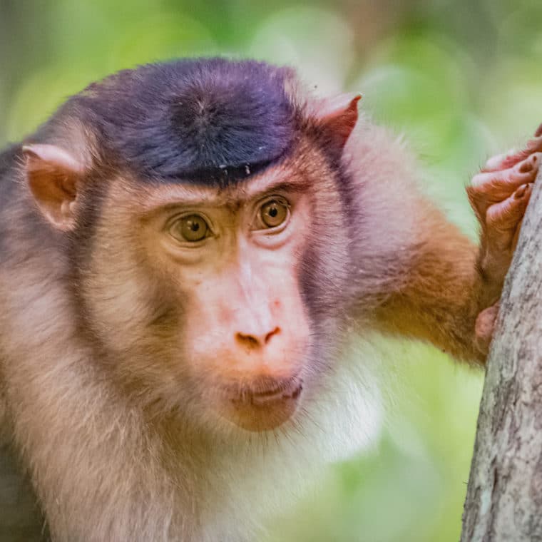 Primate