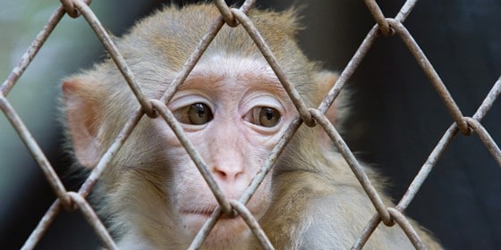 Monkey Cage Sf Monkey Cage Sf