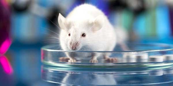 Mouse Mouse