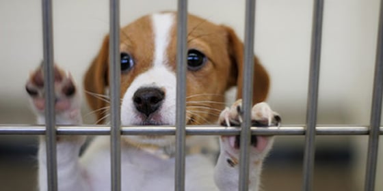 Puppycage