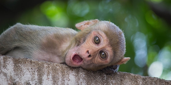 The Rhesus Macaque Monkey Sitting Under The With Its Mouth Open The rhesus macaque is one of the best-known species of Old World monkeys. It is listed as Least Concern in the IUCN Red List of Threatened Species in view of its wide distribution, presumed large population, and its tolerance of a broad range of habitats.
