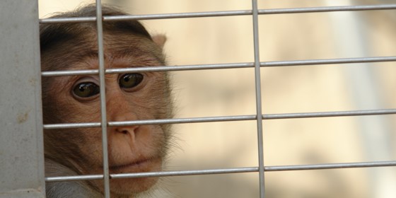 Monkeycage Monkeycage