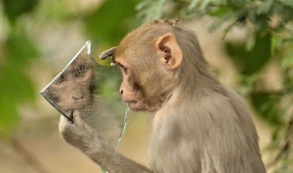 Narcissist Monkey Picture Cropped2 Narcissist Monkey Picture Cropped2