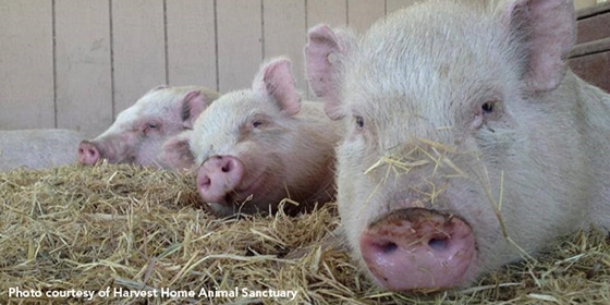 Pigs Copy Pigs Copy