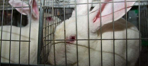 Rabbits In Cage Rabbits in a cage on the farm