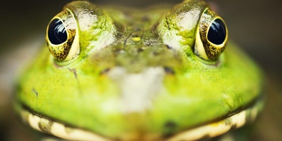Sf FROG