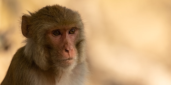 Rhesus Macaque (Macaca Mulatta) Or Indian Monkey In Forest Rhesus macaque (Macaca mulatta) or Indian Monkey in forest sitting on tree.