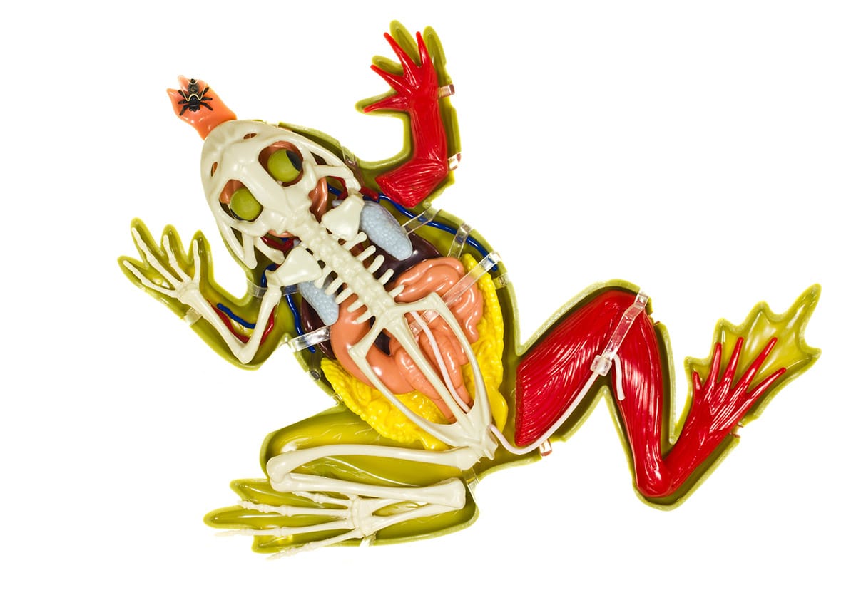 Frog Dissection Model