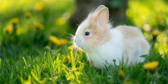 Spotted Rabbit In Sunlight At The Green Grass On The Garden Picture Id1271893635
