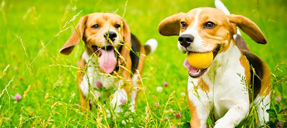 Two Beagle two beagle dog on a green grass