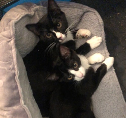 Zeus and Titan