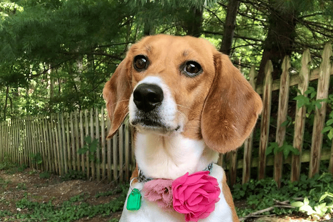 Sanctuary Naomi Picture of a beagle sitting with a rose around their neck
