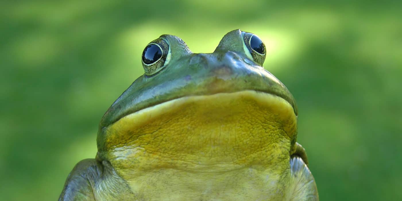 Frog In Hand Bullfrog held in hand looks directly at the camera