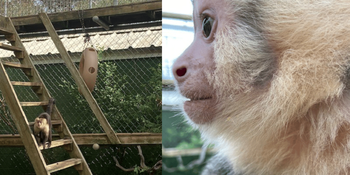 Capuchins Capuchins