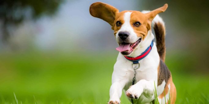 Dog Beagle running and jumping with tongue out through green grass field in a spring