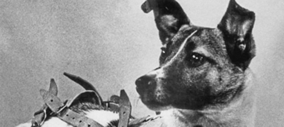 Laika Crop
