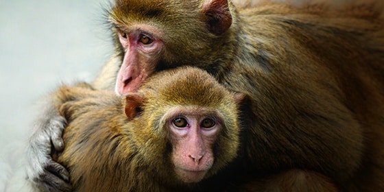 Primate Hug