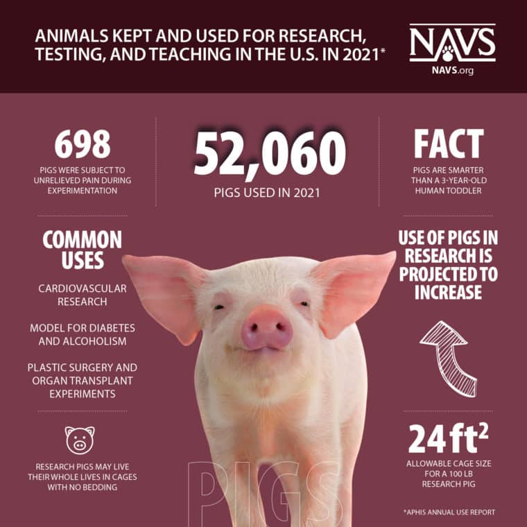 Infographic: Pigs in Research