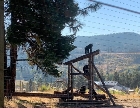 Chimpanzee Sanctuary Northwest