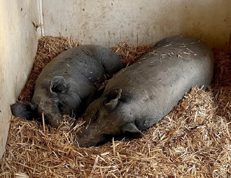 New Life Animal Sanctuary