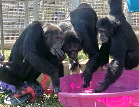 Primarily Primates