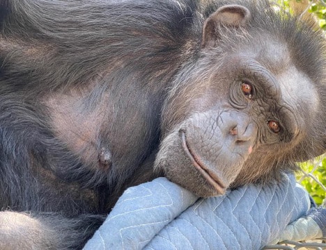 Save the Chimps, Inc.