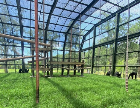 The Center for Great Apes
