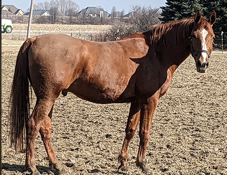 Voices For Horses Rescue Network