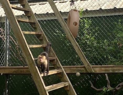 Wildlife Rescue and Rehabilitation