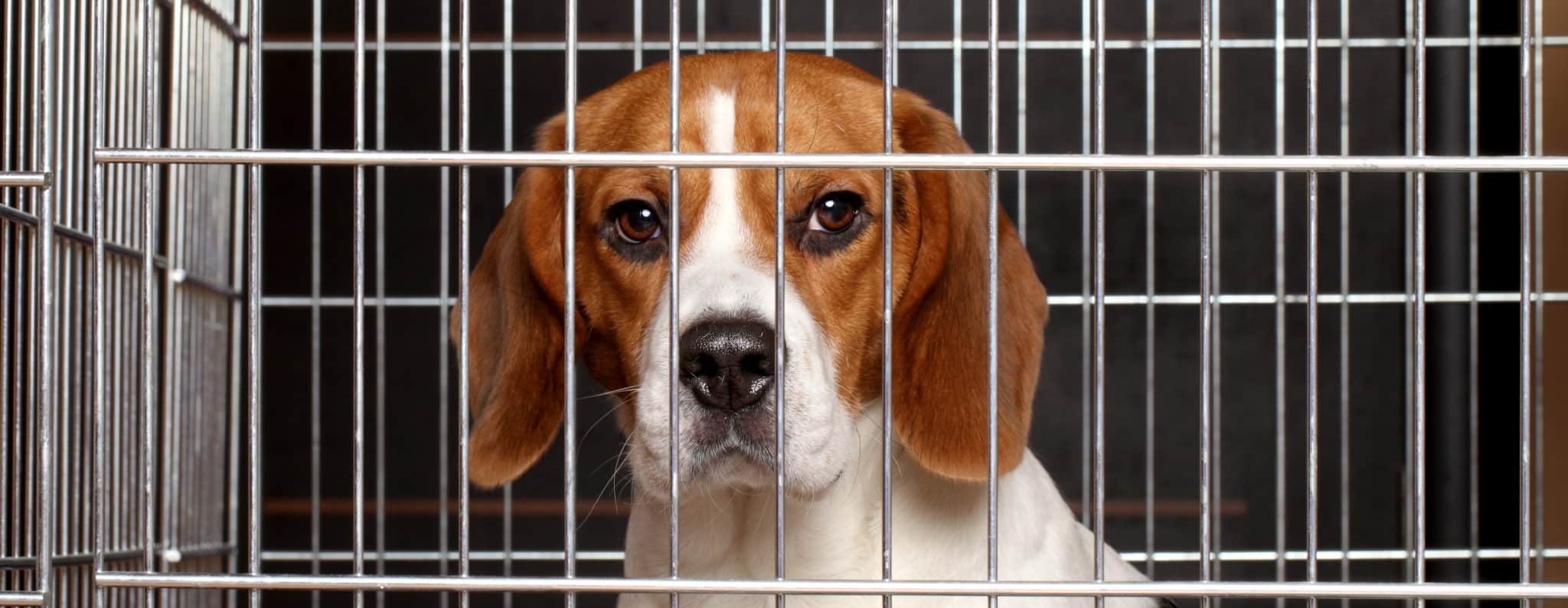 Beagle In Cage NAVS Photo Crop Beagle In Cage NAVS Photo Crop