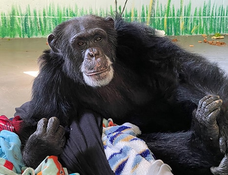 Billy - Center for Great Apes