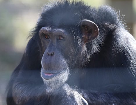 Willy - Chimpanzee Sanctuary Northwest