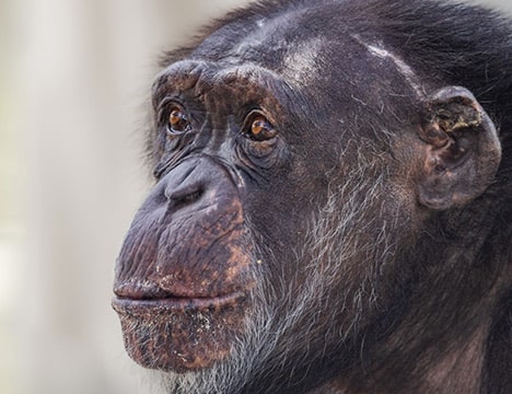 Anna - Save the Chimps