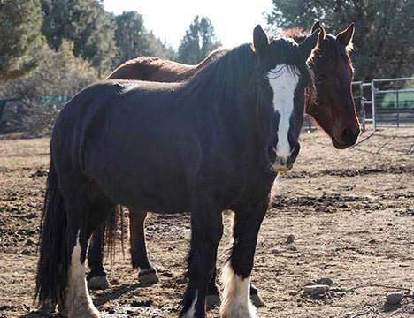Tara - Lockwood Animal Rescue Center