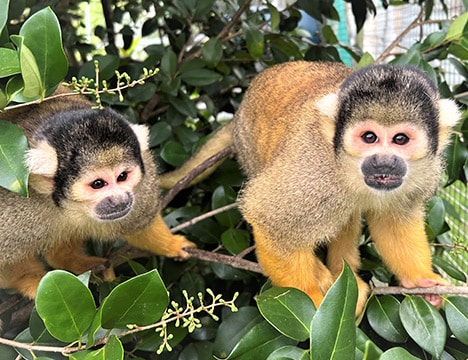 Michael and Ringo - Jungle Friends Primate Sanctuary