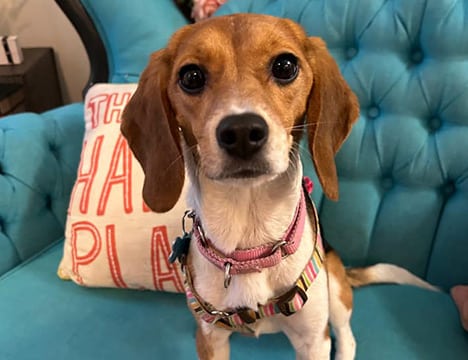 Annie - One Tail at a Time