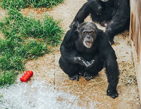 Jake - Chimp Haven